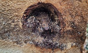 Przecięli drzewo. I nagle taki widok. Leśnik pokazał zdjęcie