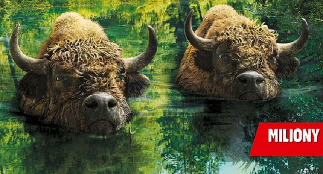 „Dwa szybkie Żubry płyną szerokim strumieniem” w promocji piwa Żubr (wideo)