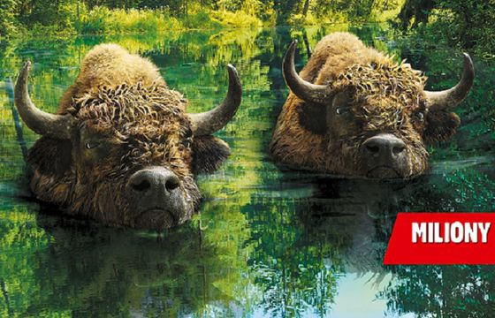 „Dwa szybkie Żubry płyną szerokim strumieniem” w promocji piwa Żubr (wideo)