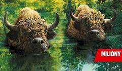 „Dwa szybkie Żubry płyną szerokim strumieniem” w promocji piwa Żubr (wideo)