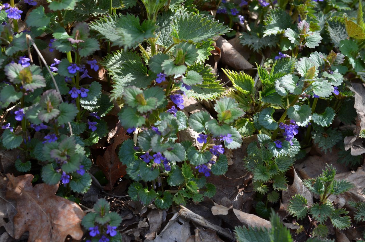 Oto co jadali chłopi na przednówku