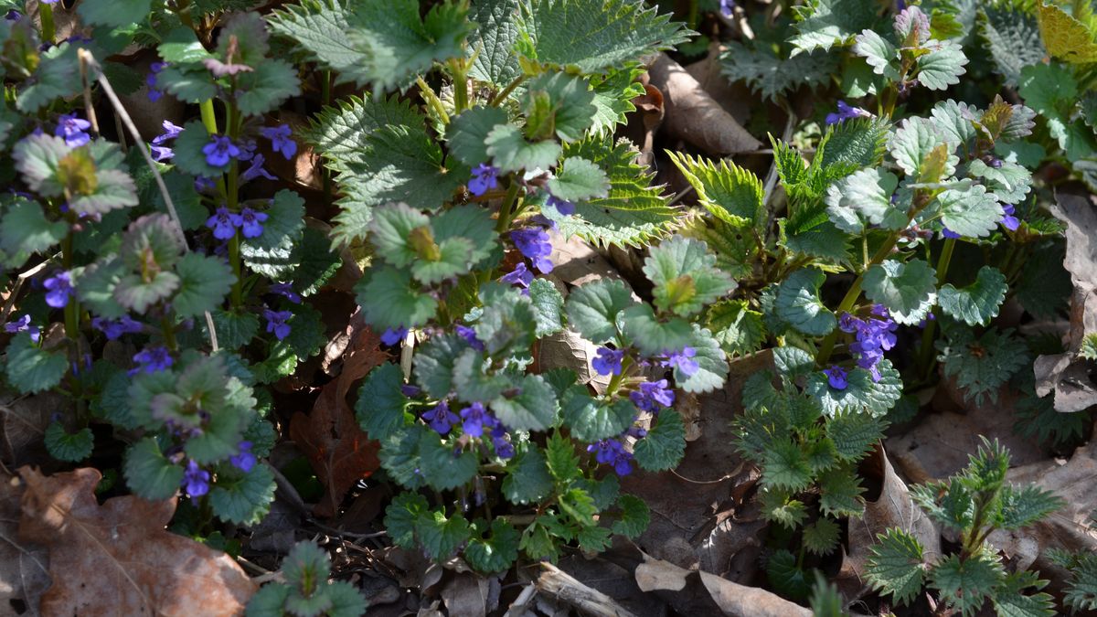 Oto co jadali chłopi na przednówku