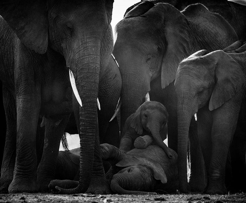 Laurent Baheux ujął charakter Afryki w czarno-białych portretach zwierząt 12