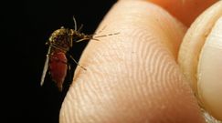 Domowe sposoby na komary