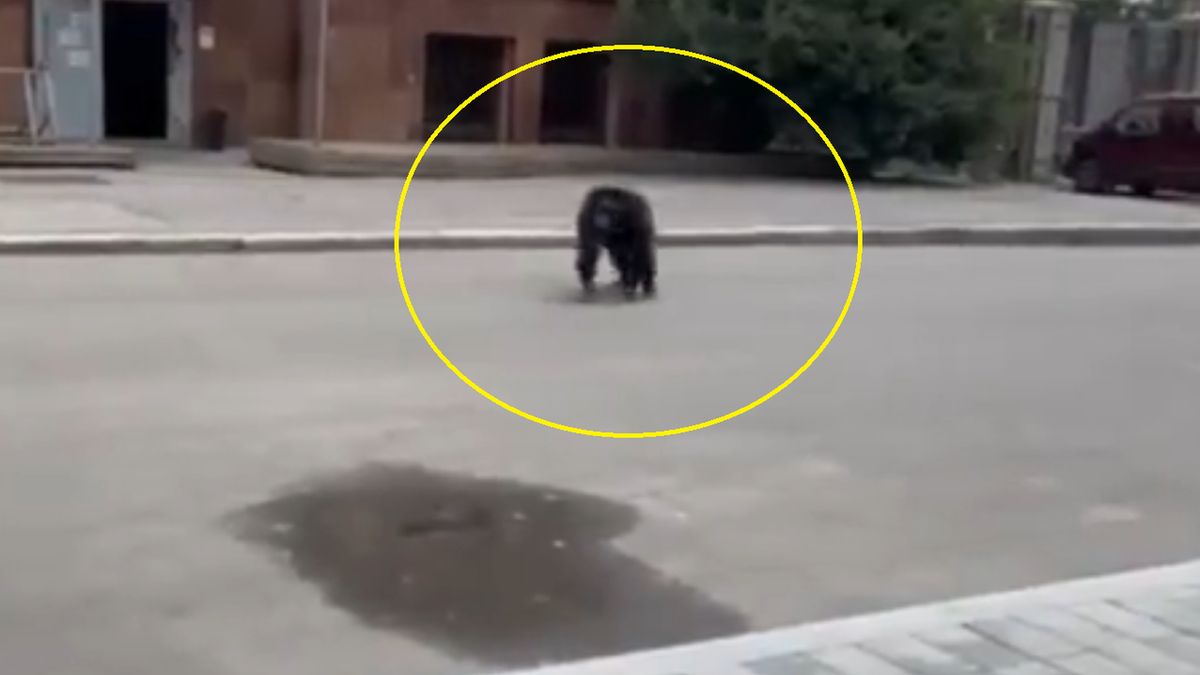 Szympans uciekł z zoo