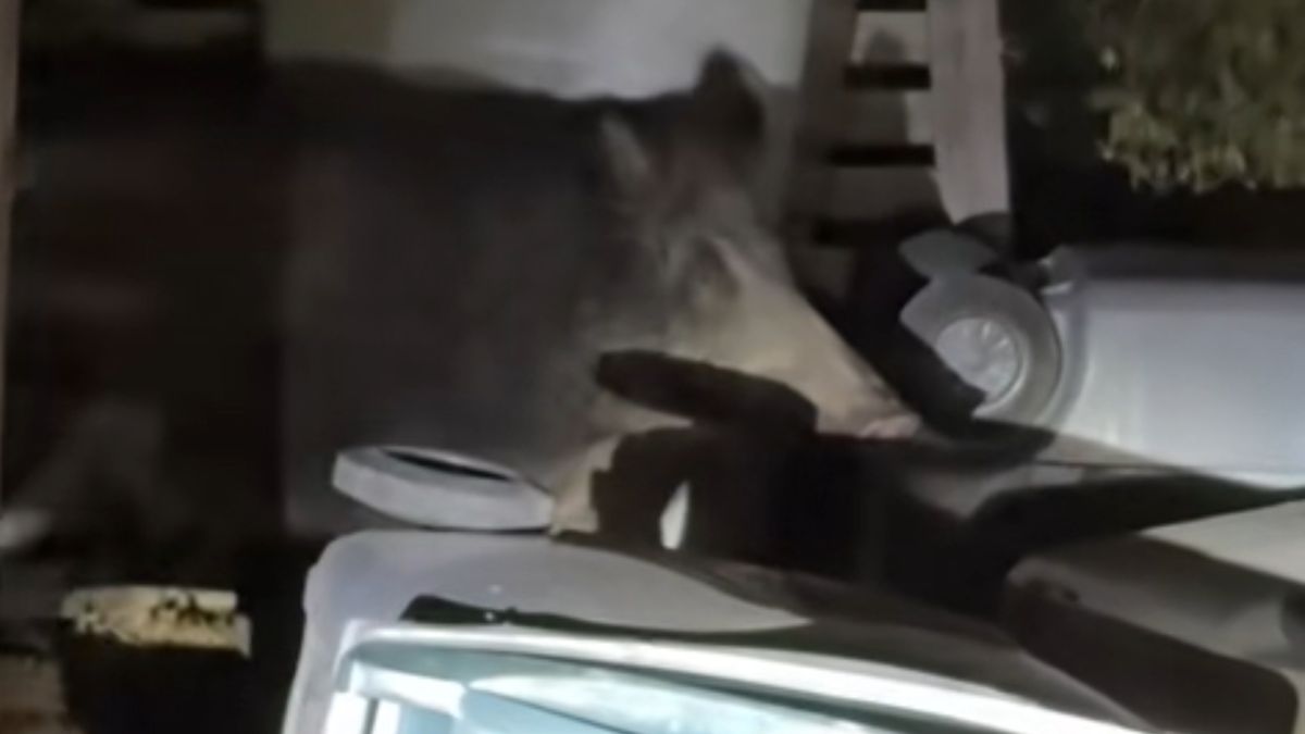 Nagrała dziki. Niesie się filmik.