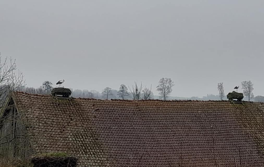 Pierwsze bociany w Żywkowie