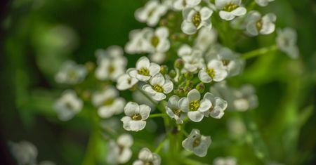 Smagliczka nadmorska - pielęgnacja, wymagania, uprawa i odmiany