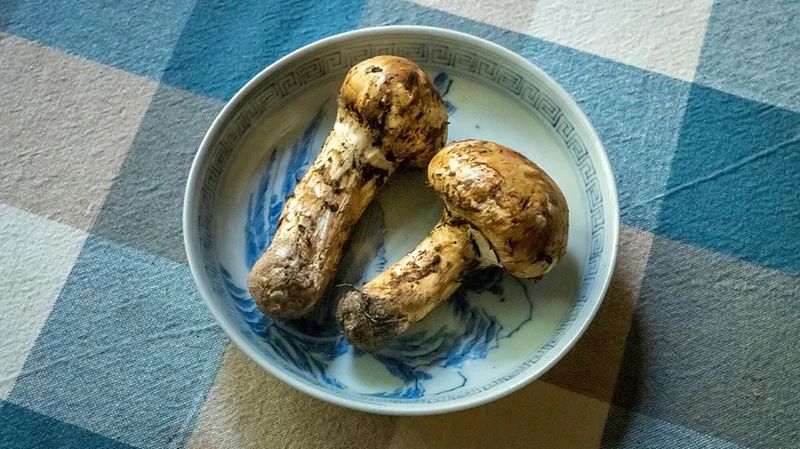 Enigmatyczny grzyb przez miłośników nazywany jest Świętym Graalem