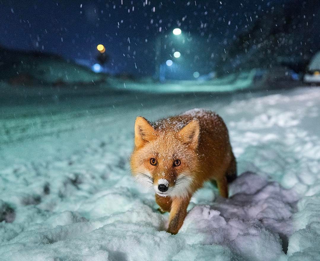 Najbardziej popularne zdjęcia na Instagramie National Geographic w 2017 roku