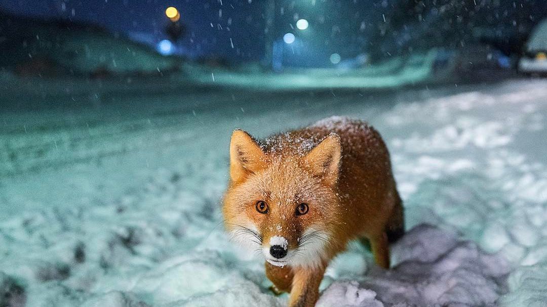 Najbardziej popularne zdjęcia na Instagramie National Geographic w 2017 roku 1