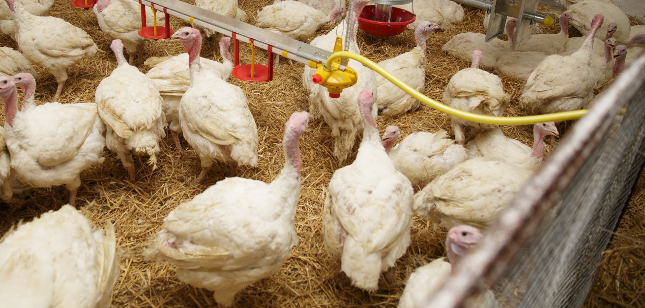 Ogniska ptasiej grypy 2025 – nowe przypadki w trzech regionach