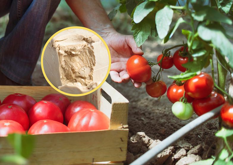 Genialny trik ogrodnika. Pomidory i ogórki będą rosły jak szalone