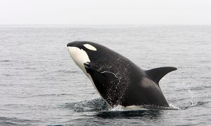 Rekord ataków na jachty. Naukowcy sugerują "zemstę orek"