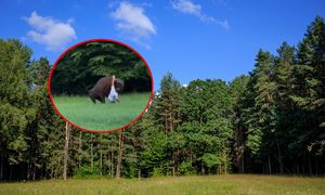 Żubr powalił turystę w Puszczy Białowieskiej. "Widać głupotę"