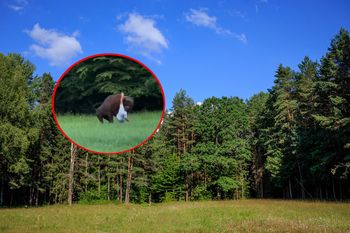Żubr powalił turystę w Puszczy Białowieskiej. "Widać głupotę"