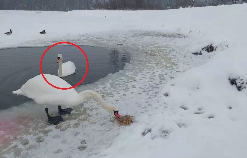 Dzwonią masowo na straż, gdy widzą łabędzie. "Tak jest co roku"