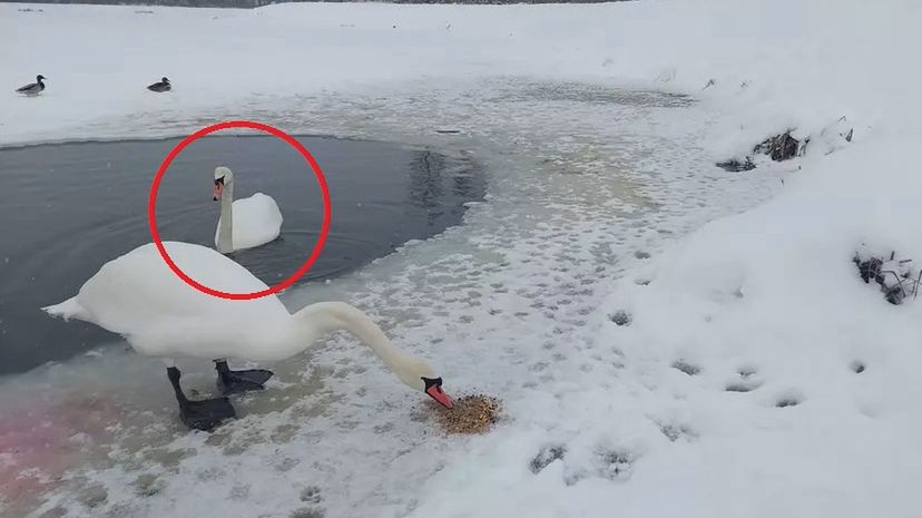 Łabędzie siadają na przymarzniętych zbiornikach wodnych