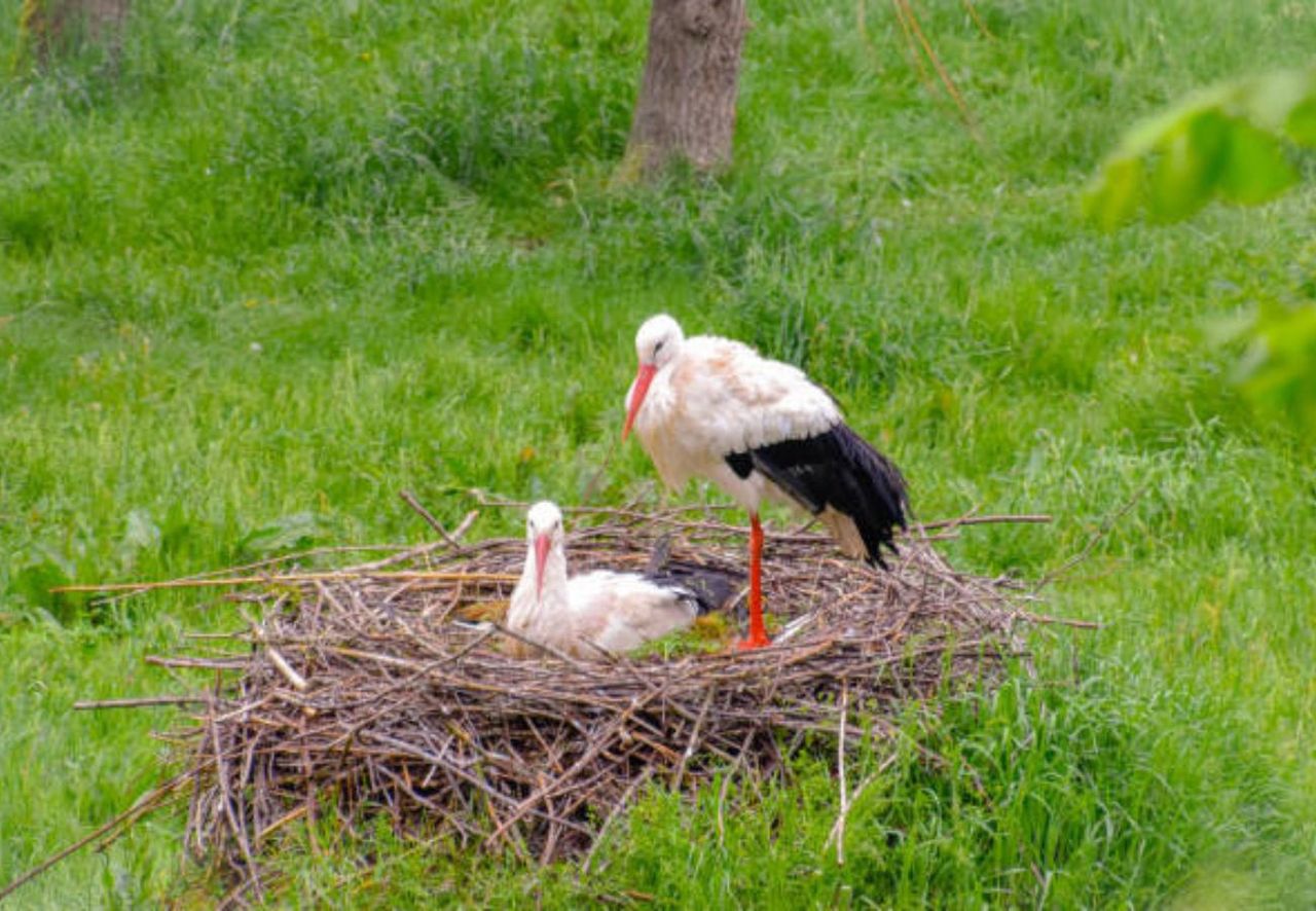 Przykre sceny. Ptaki w Polsce muszą używać śmieci