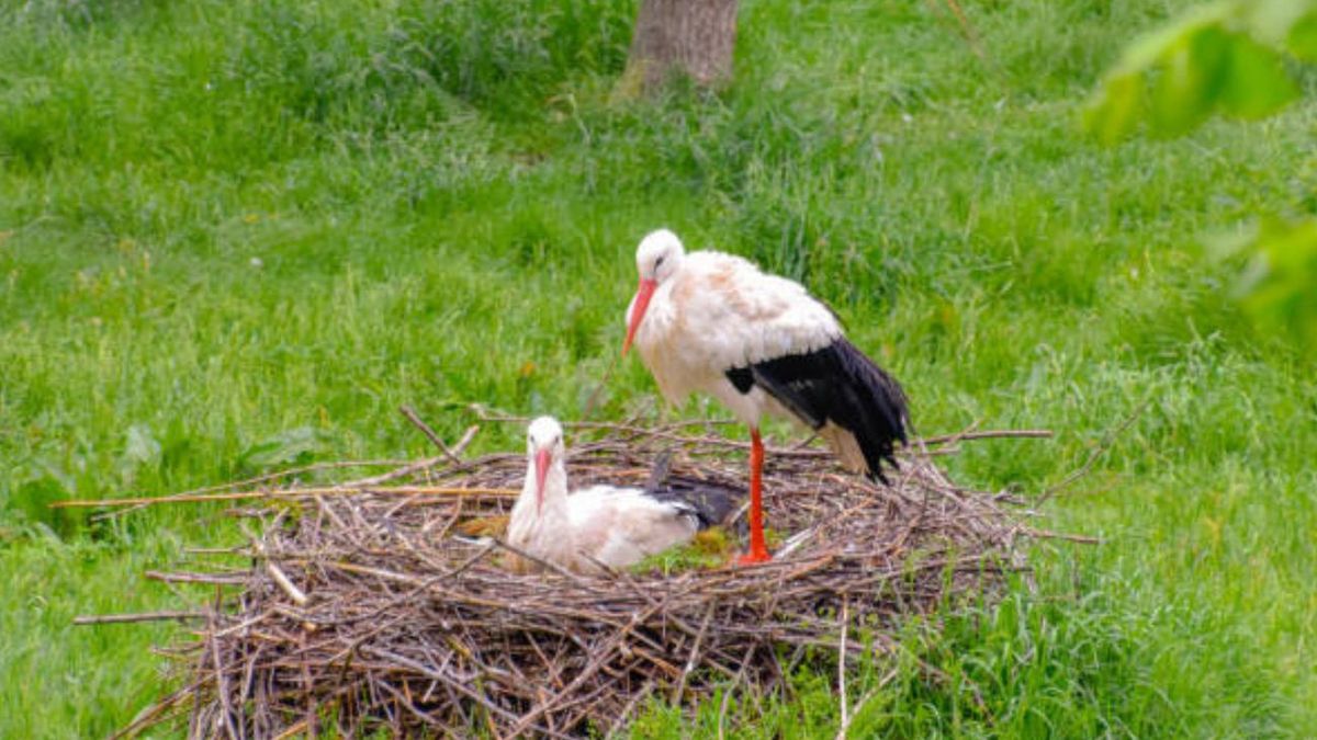 Ptaki w Polsce budują gniazda ze śmieci