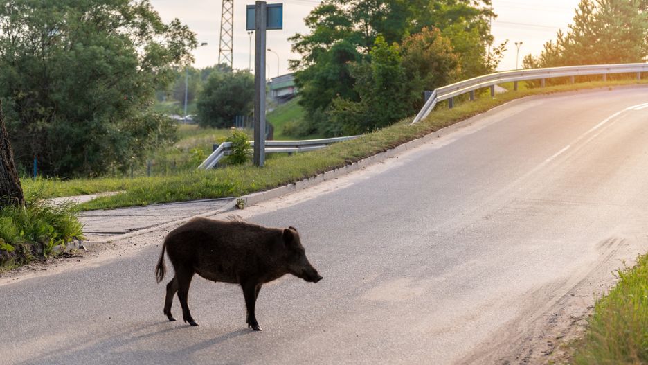 Dziki w mieście to coraz częstszy widok