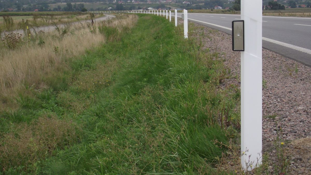 "Wilcze oczy" na przydrogowym słupku