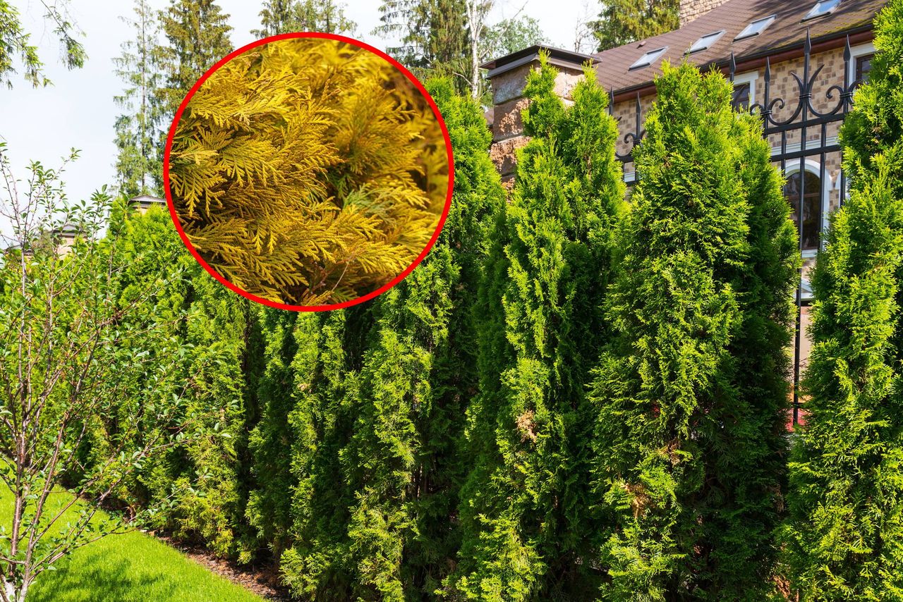 Spryskaj tym tuje. Zazielenią się w oczach