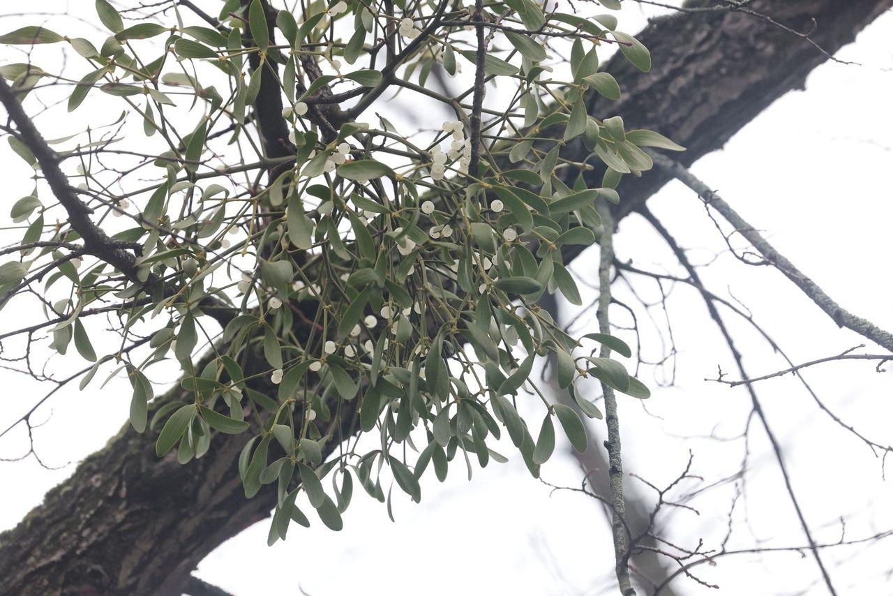 Można już kupić jemiołę na święta. Do wyboru pęczek lub okazała kula