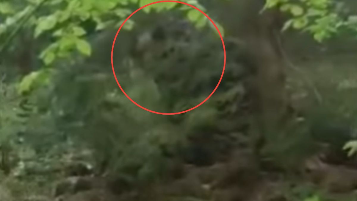 Kogo spotkał leśnik z Piwnicznej? Tym razem trafiło na niedźwiedzia 