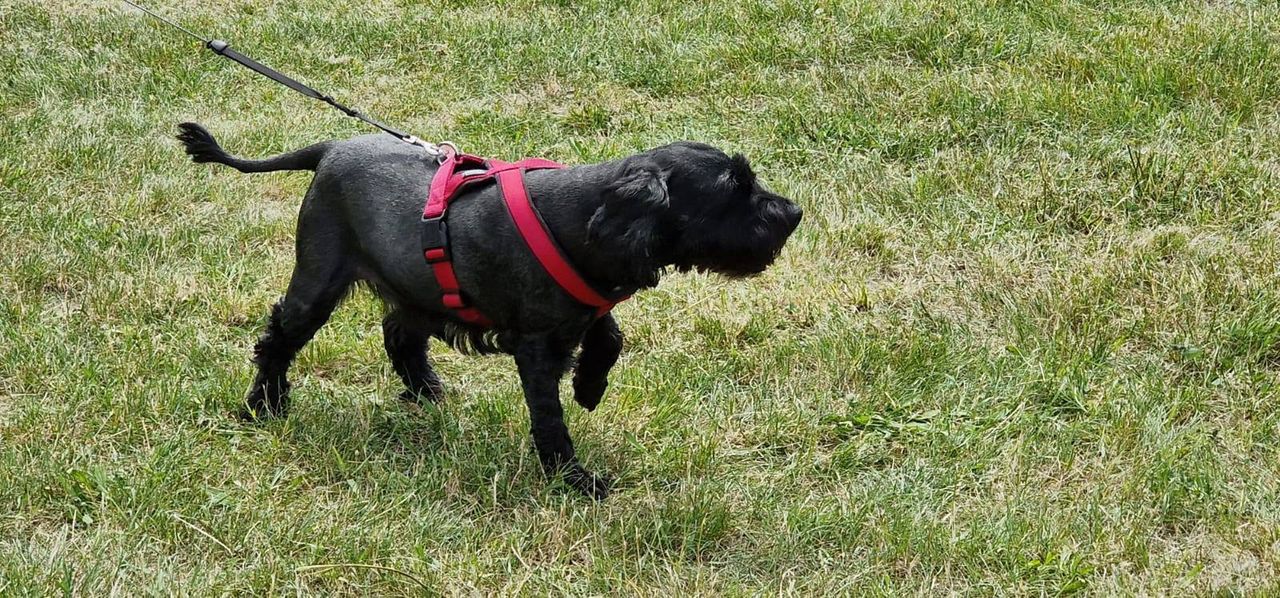 Psy z płockiego schroniska