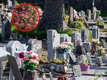 Hit cmentarzy. Kwiat, który przetrwa pierwsze mrozy