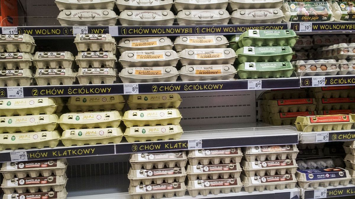 reporter_baza_2022-10
28.09.2022 artykul spozywczy fot. Artur Szczepanski/REPORTER n/z  jajka chow wolnowybiegowy, sciolkowy, klatkowy
Artur Szczepanski/REPORTER