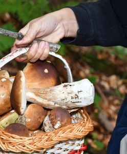 Policja ostrzega. O tym trzeba pamiętać w trakcie grzybobrania