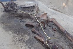 Skrępowane szczątki lotnika z II wojny światowej. Odkrycie archeologów w Wielkopolsce