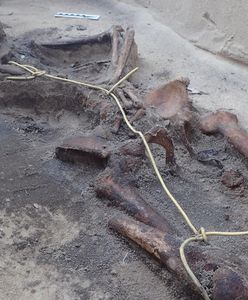 Skrępowane szczątki lotnika z II wojny światowej. Odkrycie archeologów w Wielkopolsce