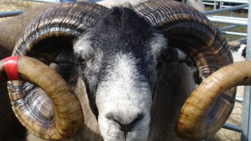 Diabeł czy zwykły rogacz? 1