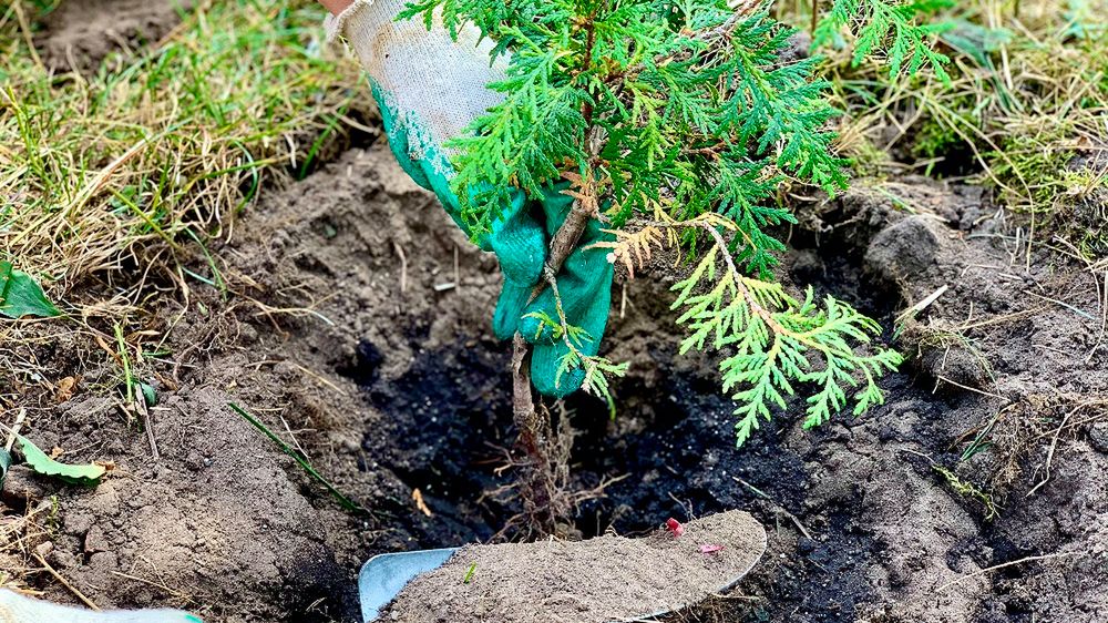 Czy tuje faktycznie szkodzą naszemu zdrowiu i są siedliskiem dla kleszczy?