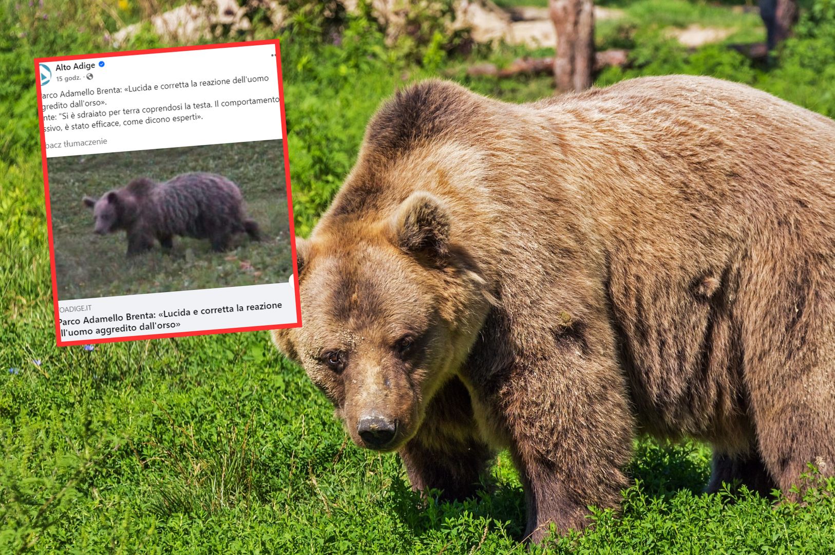 Koszmarne grzybobranie. Grzybiarz zaatakowany przez niedźwiedzia