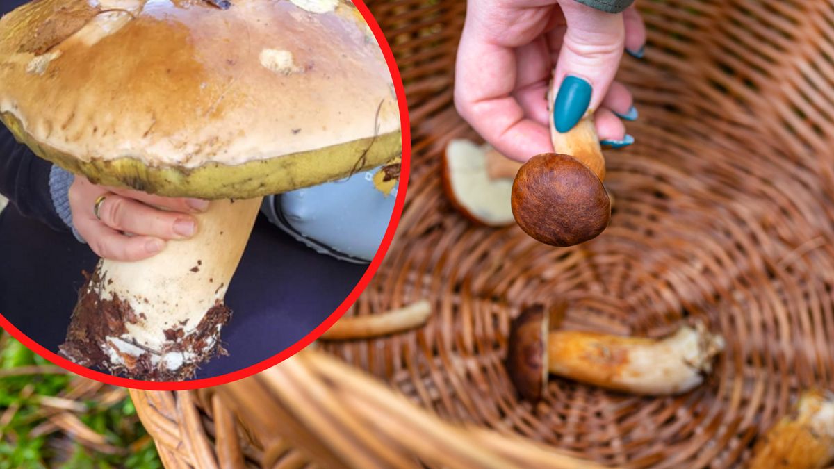 Pani Paulina znalazła ogromnego prawdziwka