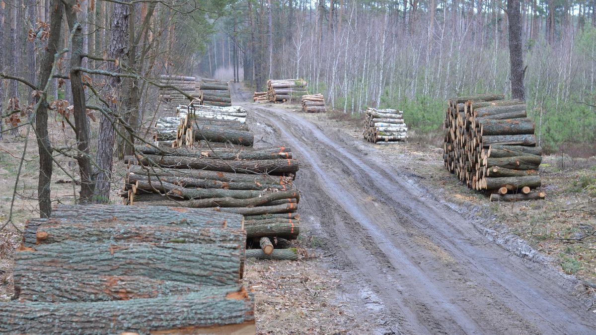 Nowe prawo może udrzeć w prywatnych właścicieli lasów 