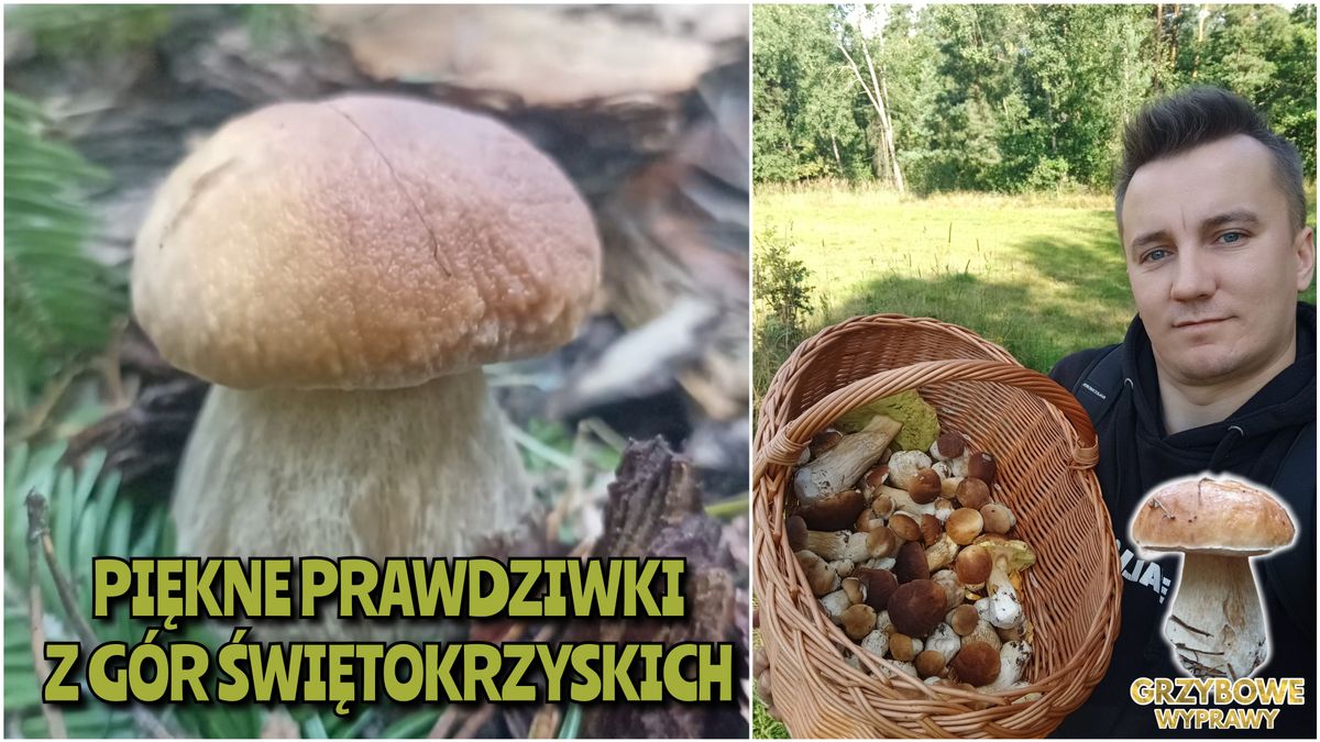 Czytelnik z kanału Grzybowe Wyprawy chwali się swoimi zbiorami