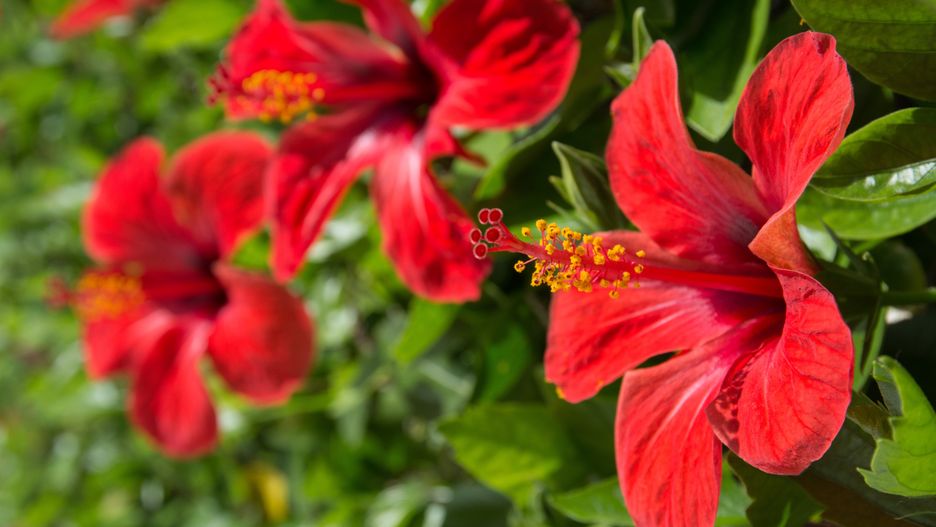Anna Giedrys
red, hibiscus, flowers, flower, green, leaves, close-up, garden, head, bloom, blooming, vivid, fresh, delicate, beautiful, summer, decorative, saturated, mediterranean, greek, greece, stamens, pollen, blossom, background, spring, tropical, plant, pistil, petal, live fence, sun, flora, botanic, botany, color, leaf, hedge
