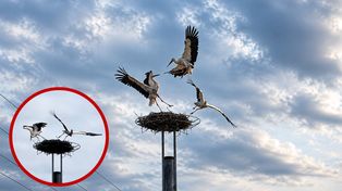 Zażarte walki bocianów białych o gniazdo. Niezwykłe nagranie