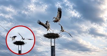 Zażarte walki bocianów białych o gniazdo. Niezwykłe nagranie