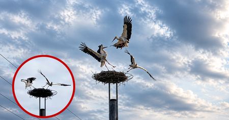 Zażarte walki bocianów białych o gniazdo. Niezwykłe nagranie