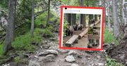 Bliskie spotkanie z niedźwiedziami. Turystka zrobiła im zdjęcia