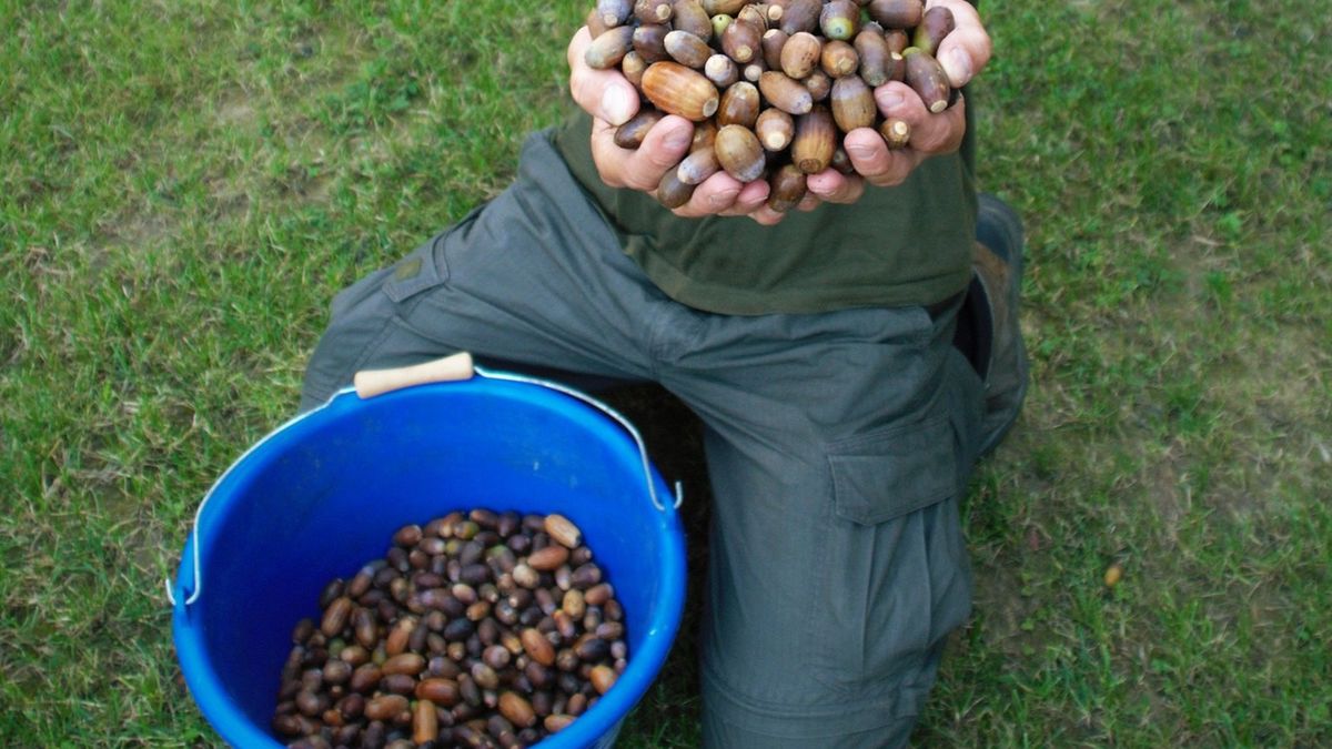 Wysyp żołędzi bardzo cieszy leśników, ale także leśne zwierzęta.