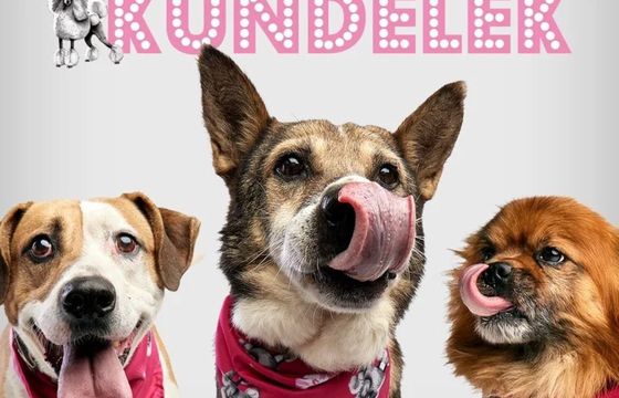 Pudelek zmienił się w Kundelka. Akcja społeczna serwisu