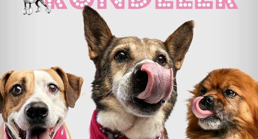 Pudelek zmienił się w Kundelka. Akcja społeczna serwisu