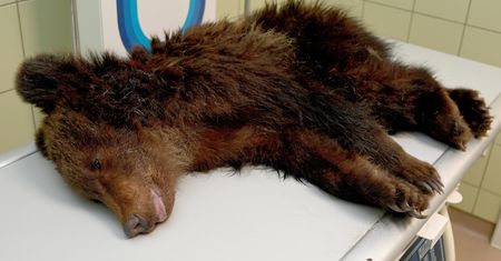 W Przemyślu uśpiono niedźwiadka. Walczył z poważną chorobą